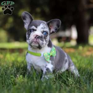 Patrick, French Bulldog Puppy